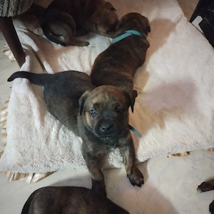 Update es sind etz noch 3 Mädchen und ein Rüde zu Verfügung  Bild 5