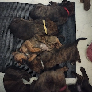 Update es sind etz noch 3 Mädchen und ein Rüde zu Verfügung  Bild 8