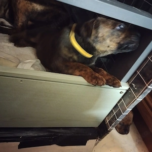 Update es sind etz noch 3 Mädchen und ein Rüde zu Verfügung  Bild 6