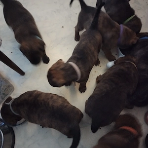 Update es sind etz noch 3 Mädchen und ein Rüde zu Verfügung  Bild 7