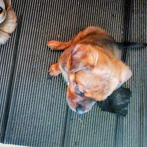 Update es sind etz noch 3 Mädchen und ein Rüde zu Verfügung  Bild 9