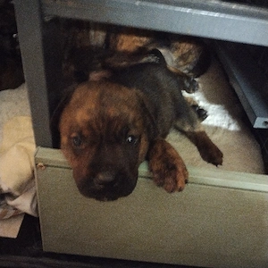 Update es sind etz noch 3 Mädchen und ein Rüde zu Verfügung  Bild 10