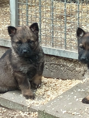 Verkaufe Schäferhund Welpen 