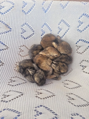 zwergwidder Baby Kaninchen 