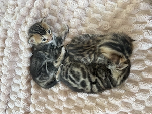 Wunderschöne Bengal Kitten abzugeben