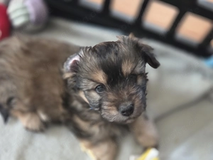  3 süße Dorkie Rüden suchen ein liebevolles Zuhause 