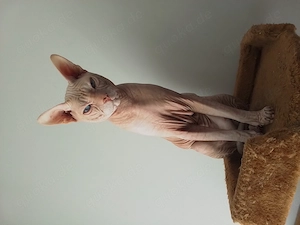 Sphynx Deckkater 