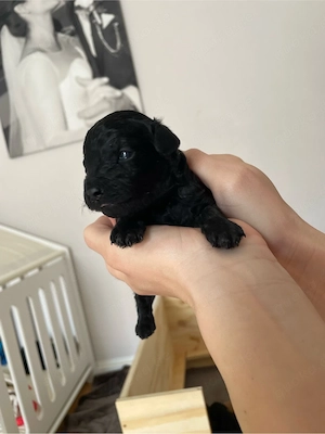 Toypudel Pudel Welpen Bild 7