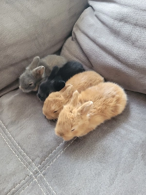 Löwenköpfchen Kaninchen 