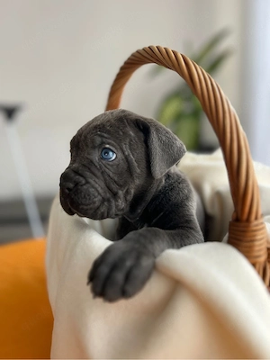 Reinrassige Cane Corso Welpen