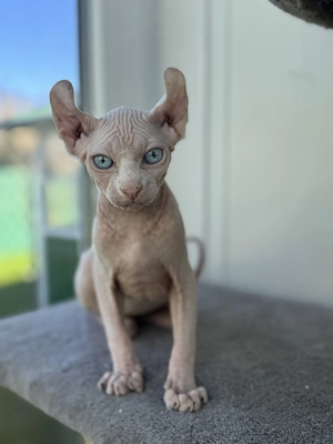 Wunderschönes Elfen-Sphynx-Katerchen sucht liebevolles Zuhause 