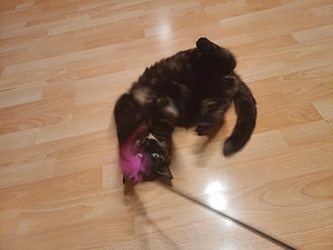 Kätzchen (Kitten, m) als Zweitkatze gesucht