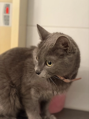 Wunderschöne Russisch-Blau Katze 