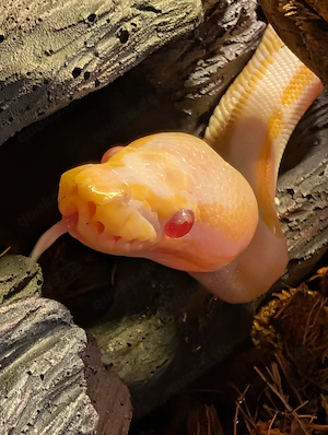 Königspython (1.0 Albino Phantom Black Pastel Yellowbelly 2025) 330  VB