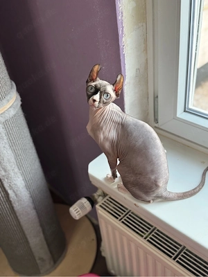 Elfen sphynx Dame 