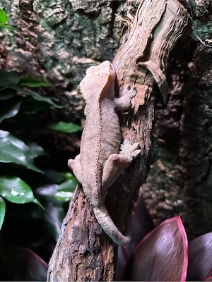 0.1 Kronengecko Dame (Correlophus ciliatus)