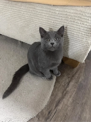    Zuckersüßer BKH x Maine Coon Kater sucht liebevolles Zuhause   