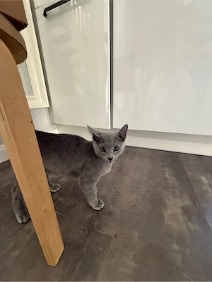 russische blau katze