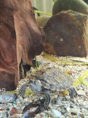 männliche Höckerschildkröte NZ 24