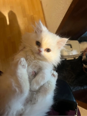 BKH Kitten sucht liebevolles Zuhause   