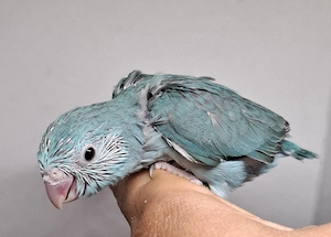 0.1 Blaugenick Sperlingspapageien 