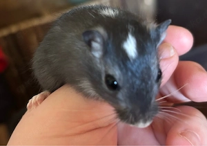 Rennmaus, mongolische Wüstenrennmaus, Gerbil Nachwuchs 