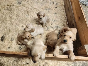 Golden-Retriever-Welpen