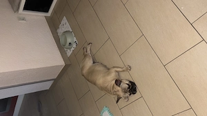 Französische Bulldogge Hündin 