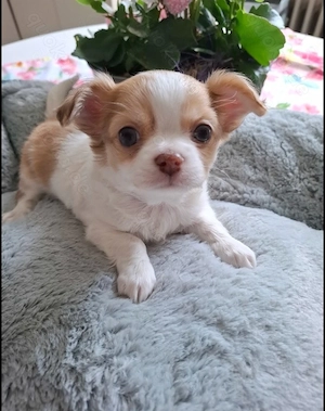 Reinrassiger Chihuahua-Welpe 