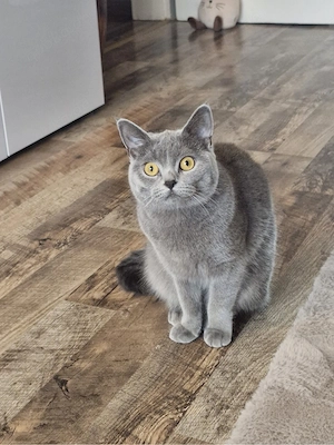 Britisch Kurz Haar weiblich