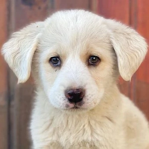 Nacho, geb. ca. 03 2026 , lebt in GRIECHENLAND, auf einer privaten Pflegestelle