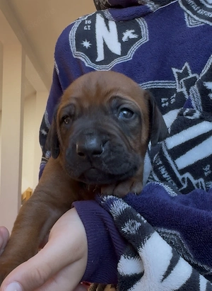 Rhodesian Ridgeback