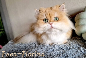 BLH Katze Lady Feea-Florina sucht ab sofort neue liebevolle Familie.