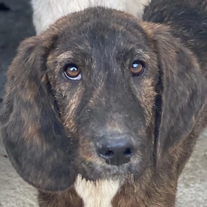 Philip, geb. ca. 11 2025, lebt in GRIECHENLAND, im städt. Tierheim Serres