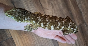 Rhacodactylus Leachianus 1.0 Friedel Mt. Koghis  #2 Bild 8