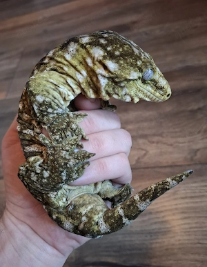 Rhacodactylus Leachianus 1.0 Friedel Mt. Koghis  #2 Bild 2