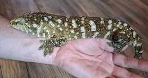 Rhacodactylus Leachianus 1.0 Friedel Mt. Koghis  #2