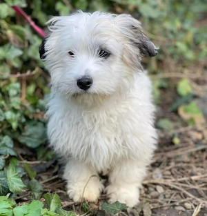 SNOWY - braucht ein eigenes Körbchen (wartet in Rumänien)
