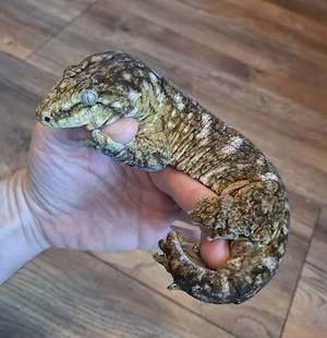 Rhacodactylus Leachianus 1.0 Friedel Mt. Koghis