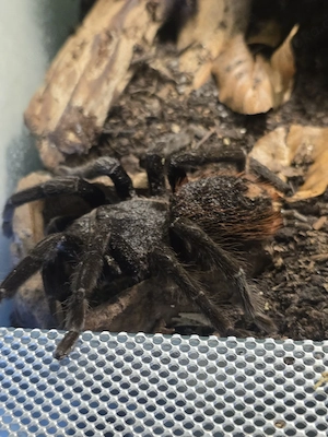 Verschiedene Vogelspinnen 