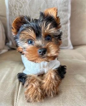 Bezaubernde männliche und weibliche Yorkie-Welpen 