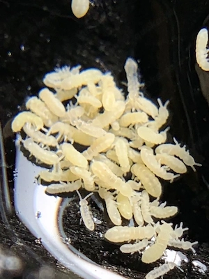 cleanup crew fuer bioaktive terrarien 