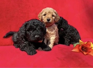 Mini Toy Pudel Welpen 