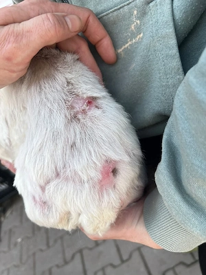 Malteser-Hündin Betty sucht ihr Für-immer-Zuhause Bild 3