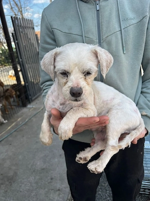 Malteser-Hündin Betty sucht ihr Für-immer-Zuhause Bild 2