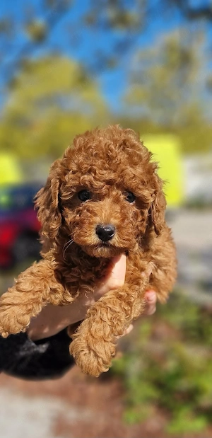 Toy-Pudel Welpen in der Farbe Red