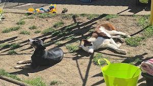 Freya - ice ice Baby