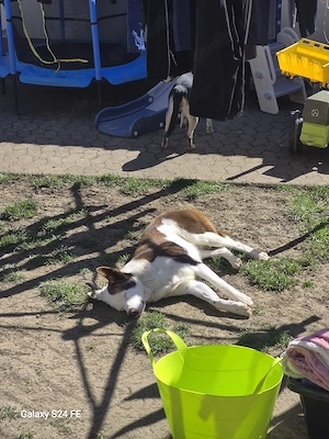 Odin ist kein gewöhnlicher Husky-Mix