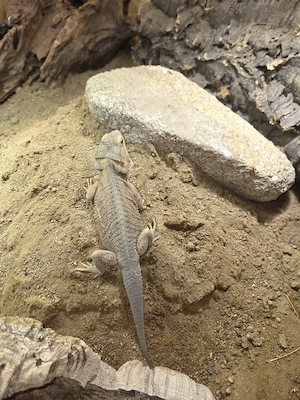 Weibliche Bartagame abzugeben