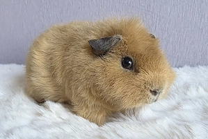 Teddy Meerschweinchen Böckchen